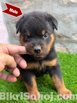 Rottweiler puppies